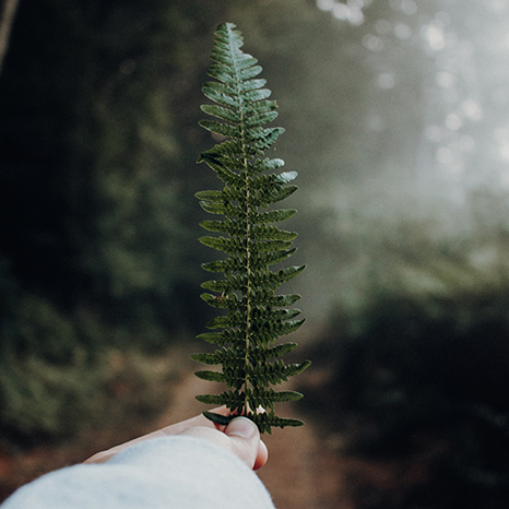hand som håller ett löv